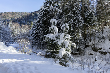Idyllic winter landscape in the forest, sunny day; Azuga, Romania