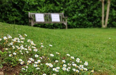 Margherite con panchina di legno sullo sfondo in un giardino italiano