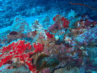 インド洋の水底に隠れているタコ