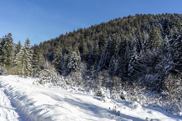 Idyllic winter landscape in the forest, sunny day; Azuga, Romania