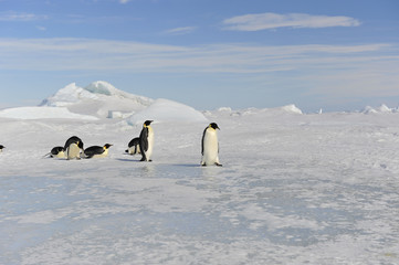 Beautiful view of icebergs Snow Hill Antarctica