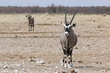 portrait of standing antelope in the etosha national park