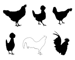 Set of different hens and roosters isolated on white
