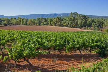 Fototapeta na wymiar Rows of green of grapevine on the brown ground on the mountains background at summertime in the vineyards of region Provence, France