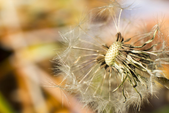 Dandelion seed on a blurry background