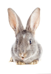 Funny rabbit watching