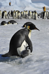 Emperor Penguins with chick