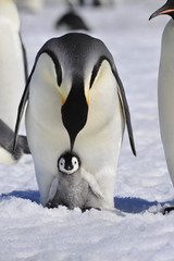 Emperor Penguins with chick © Silver