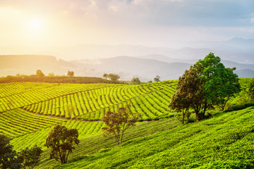 Naklejki  Malowniczy widok na plantację herbaty. Niesamowity letni wiejski krajobraz