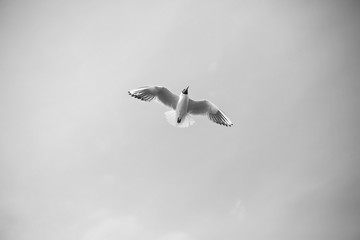 Seagull in the sky (black and white picture)