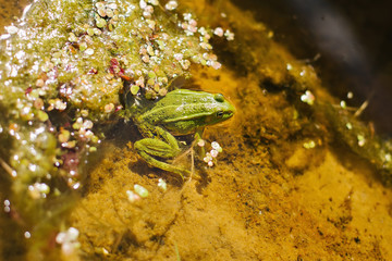 Frog in the pond