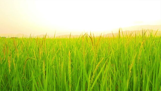 Beautiful scenery on rice farm in Thailand : Crean shot