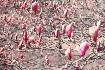 Branches with beautiful magnolia tree buds on blurred background