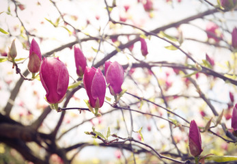 Branches with beautiful magnolia tree buds on blurred background