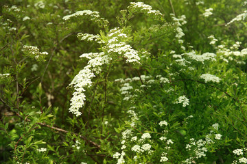 Green bushes with beautiful white flowers in garden