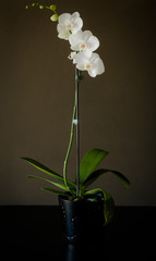 White Orchid on brown dark background