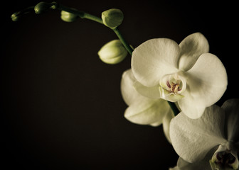 Fototapeta na wymiar White Orchid on brown dark background