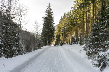 Fototapeta na wymiar Idyllic winter landscape with snowy road in the forest, sunny day; Azuga, Romania