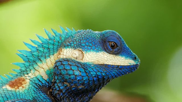 Lizard (Blue-crested Lizard) on the tree in tropical rain forest.