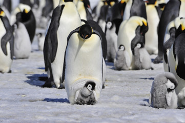 Emperor Penguins with chick