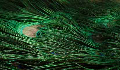 The bright. Green. The Tail Of A Peacock.