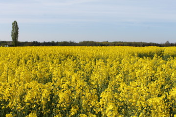 Obraz premium Rapsfeld