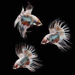 Fototapeta premium Crowntail Betta on black background. Beautiful fish. Swimming flutter tail flutter.