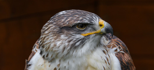 Königsrauhfußbussard im Portrait