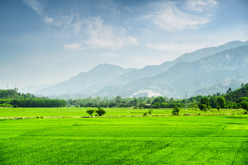 Obraz premium Beautiful bright green rice fields