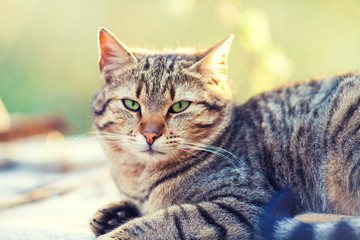 Portrait of a cute relaxing gray cat lying outdoor in spring