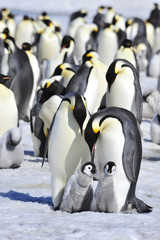 Fototapeta premium Emperor Penguins with chick