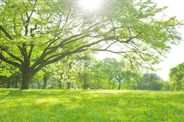 公園　木漏れ日