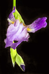 Iris flower isolated on black background