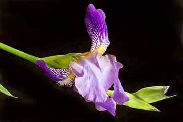Crédence de cuisine en verre imprimé Iris Iris flower isolated on black background