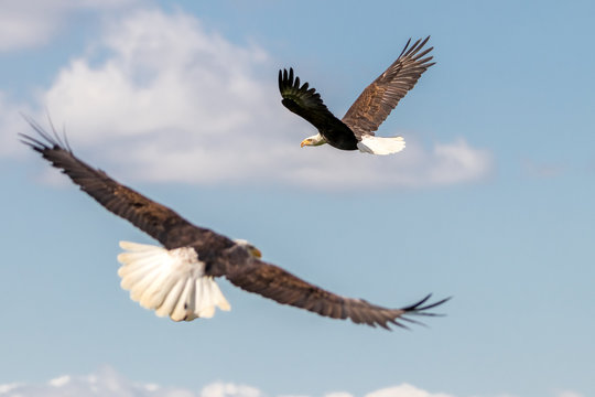 Bald Eagles In Flight