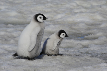 Fototapeta premium Emperor Penguin chicks in Antarctica