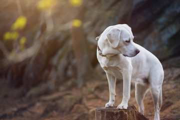 junger weißer labrador retriever hund welpe im wald auf einem baumstamm stehend