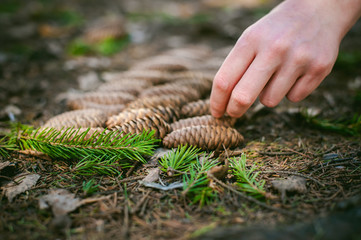 Fir cones lie on the ground in the forest, lined up in rows