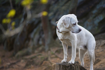 junger weißer labrador retriever hund welpe im wald auf einem baumstamm stehend