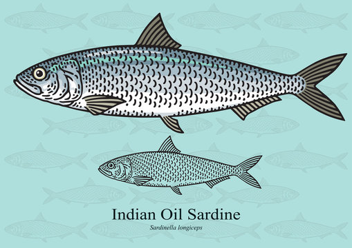 Indian oil sardine. Vector illustration for artwork in small sizes. Suitable for graphic and packaging design, educational examples, web, etc.
