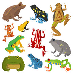 Frog cartoon tropical animal cartoon amphibian vector illustration.