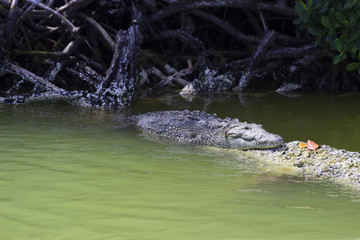 Small crocodile in Mexican jungle