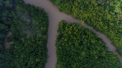Aerial view of mangrove forest and river
