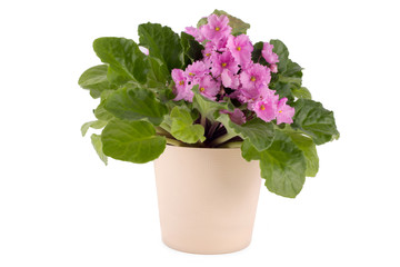 A pot of flowers violets on white background