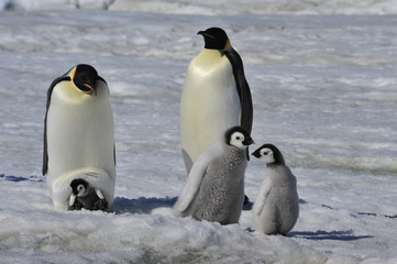 Fototapeta premium Emperor Penguins with chicks