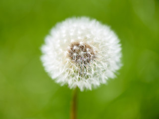 Withered dandelion in the grass in spring
