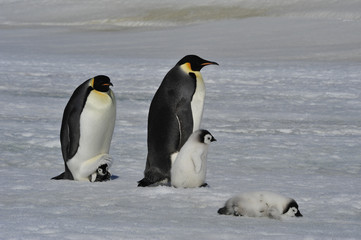 Obraz na płótnie Canvas Emperor Penguins with chicks