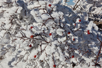 'Reds on white': Snow covered dogrose bush in the mountains of Crimea 