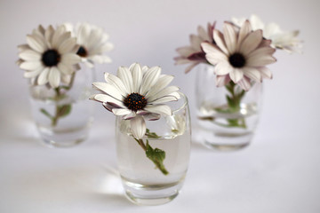 White flowers on white background