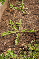 Grass And Weed Dandelion Growing On Ground In Garden. Struggle Weeds.